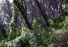 A hike turns into a fun filled outdoor sex adventure with double penetration.