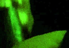 Ebony Hunk Jerks Huge BBC Cock to Cumshot on Balls