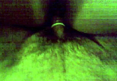 con condon para no preñarla de nuevo