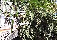 Hot Suck And Fuck In 420 Patch!