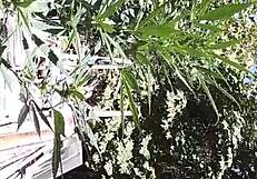 Hot Suck And Fuck In 420 Patch!