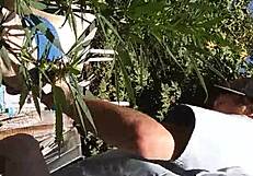 Hot Suck And Fuck In 420 Patch!