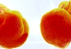 Lita Phoenix Toys Wet Panties Masturbation Solo Vibrator Extreme Russian