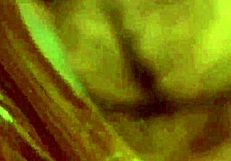 The Bitch Fucks Her Attached Boyfriend While He Watches.