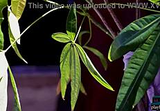 Plus Size Latina Model With Big Natural Tits Sophia Grey Hot Shoot With Playboy