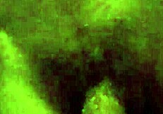 Paparipskins Big Dick Gets A Handjob In The Shower, Clothes Ripped Off For Wet Masturbation