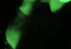 Brunette Babe Flashes Pussy Before Risky Blowjob