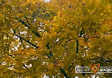 Sweet melina may loves fucking full scene