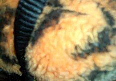 Detailed masturbation session with a toy