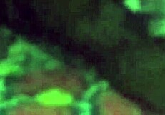 i lifted the sleeping bhabhi and fucked her