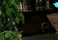 Beautiful milf in a homemade sex video