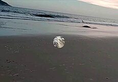 Couple's Beach Exhibition Turns Into Wild Interracial Fucking