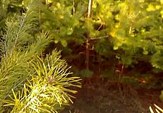 Hot Milf Pulls Up Panties Soaked with Cum in Outdoor POV Scene