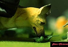 Milady in cosplay gives sloppy blowjob face fucking pussy licking