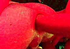 Gay Fffreitag Evening.