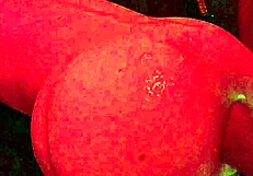 Gay Fffreitag Evening.