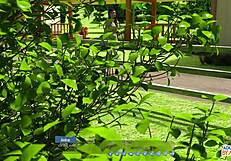 ep22 by clapping makes violet cum helping the hotties