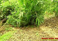 My BBW Wife Fled to Forest and Saved Herself