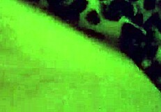 Amateur Teacher Squirts from Intense Cunilingus