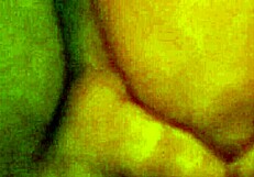 Kućni amaterski par jebe sa intenzivnom velikom klitorisom