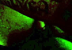 she sucks my dick like a pro porn star