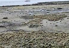 Pinay Moaning Adventures on Risky Beach Outdoor Encounter