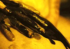 Goth girl gets fingered doggystyle uncensored.