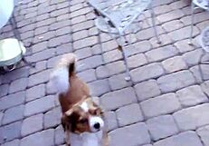 OH YEAH, NASTY TEEN GIVES POV BLOWJOB WHILE LICKING BALLS!