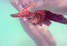 Jasmine Rouge - Curious About Unique Sex Preferences