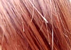 Malá teenka Pressley Carter cucá ptáka drsně, mokrá kundička připravená