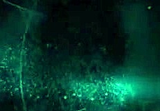 Povmania Com Features Makayla Cox In Lingerie Scene