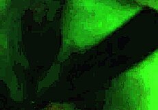 Live Video Call Ass Licking Fuck!