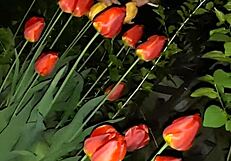 First I Showed My Neighbor Flowers Then Fucked Her Mouth Hard - Wet Pussy Play