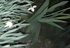 First I Showed My Neighbor Flowers Then Fucked Her Mouth Hard - Wet Pussy Play