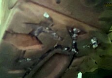 Step Gay Dad Eats Rubber in Hot Dilf Scene