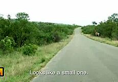 i got my nympho african girlfriend sucking my white cock after that exotic safari date with some fucking