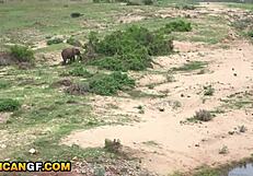 هل الفتاة الأفريقية الوقحة جاهزة لتدمير كسها في الحديقة؟