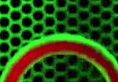 i put toy on my big pussy lips in pantyhose