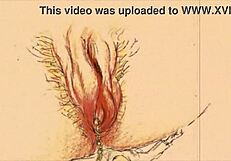 Vintage Erotic Drawings