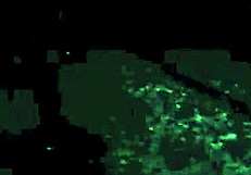 Vintage Erotic Drawings