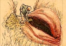 Vintage Erotic Drawings