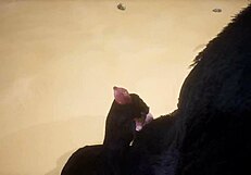 Pov Two Gay Wolves Fucking - Wildlife