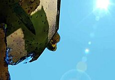 动物朋友弁慶虎Hentai操逼场景