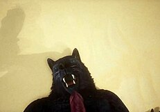 Pov Two Gay Wolves Fucking - Wildlife