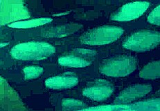 sexy footjob in nylons and leggings