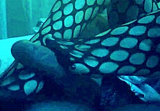 sexy footjob in nylons and leggings