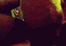 This horny latina milf licks and fingers her wet pussy