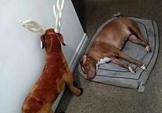 ซอเดียกส์อดทนในกลุ่มเย็ดสไตล์หมา