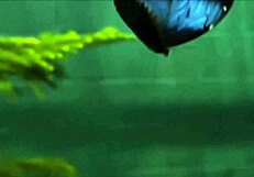 Crystal butterfly with tattoos performs music