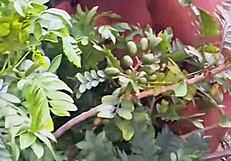 Evangelical Neighbor Caught Picking Fruits in Sexy Lingerie Outdoors